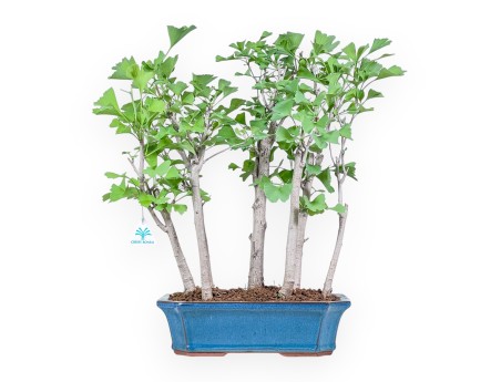 Ginkgo biloba Bonsai %separator% %category%