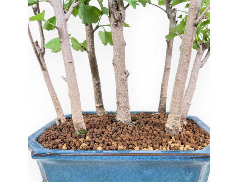 Ginkgo biloba Bonsai %separator% %category%