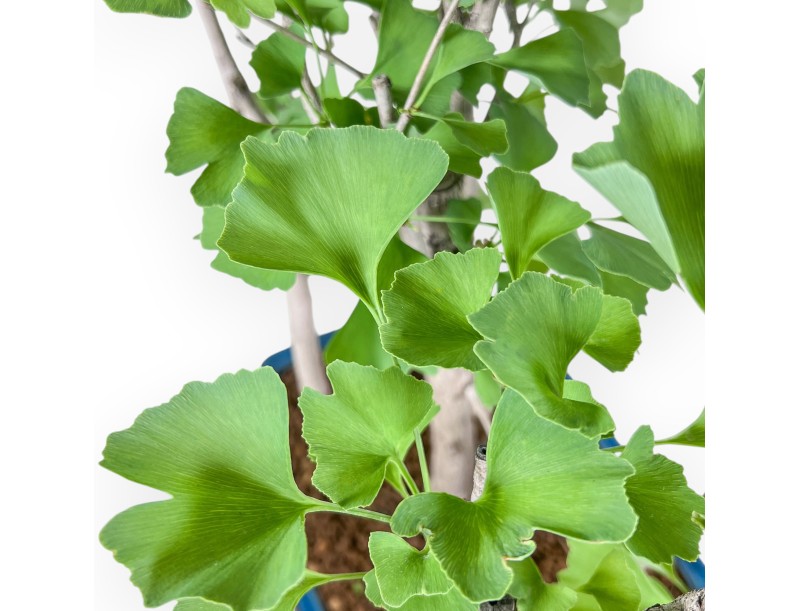 Ginkgo biloba Bonsai %separator% %category%