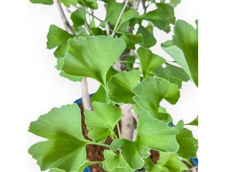 Ginkgo biloba Bonsai %separator% %category%