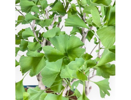 Ginkgo biloba Bonsai %separator% %category%