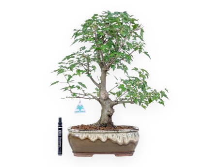 Bonsai aus Acer buergerianum – Ahorn %separator% %category%