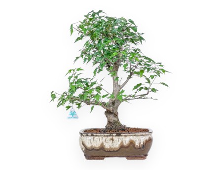 Bonsai aus Acer buergerianum – Ahorn %separator% %category%
