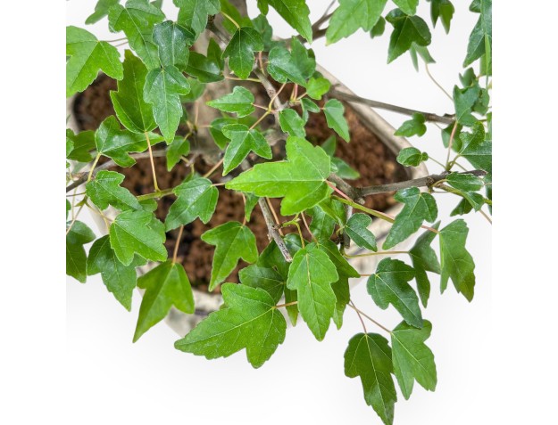 Bonsai di Acer buergerianum - Acero %separator% %category% 2