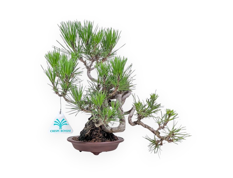 Bonsái de Pinus thunbergii - Pino negro %separator% %category%