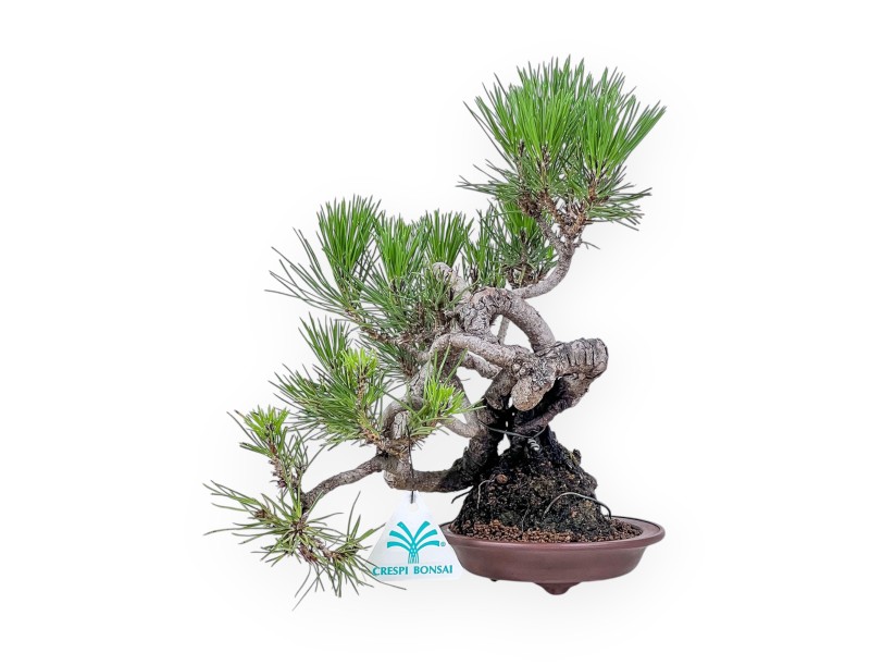 Bonsai van Pinus thunbergii - Zwarte den %separator% %category%