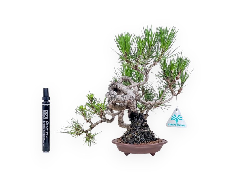 Bonsai aus Pinus thunbergii – Schwarzkiefer %separator% %category%