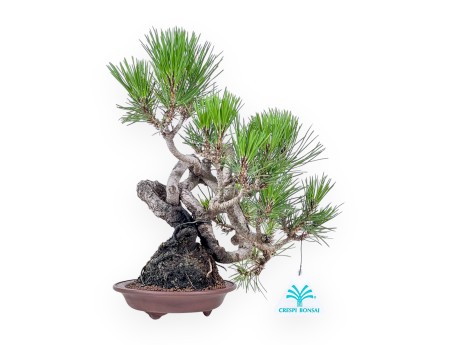 Bonsai van Pinus thunbergii - Zwarte den %separator% %category%