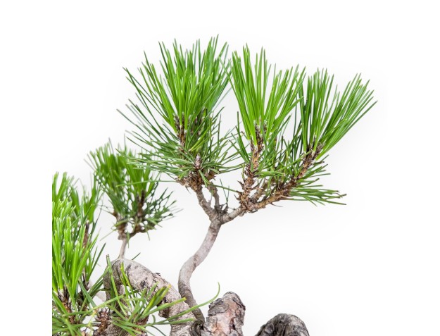 Pinus thunbergii bonsai – Black pine %separator% %category% 2