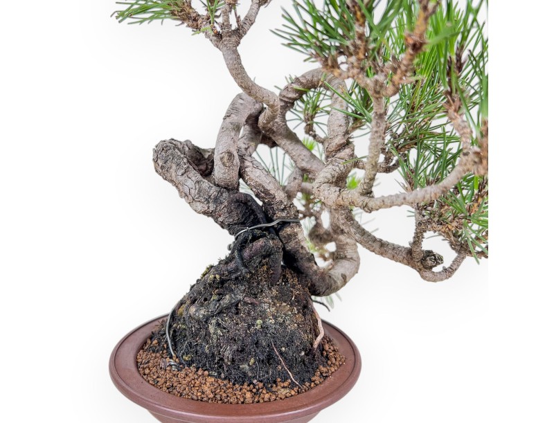Bonsai aus Pinus thunbergii – Schwarzkiefer %separator% %category%