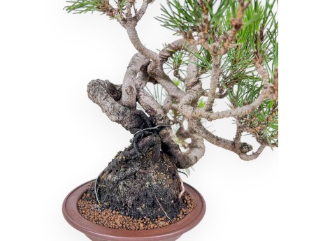 Bonsai van Pinus thunbergii - Zwarte den %separator% %category%
