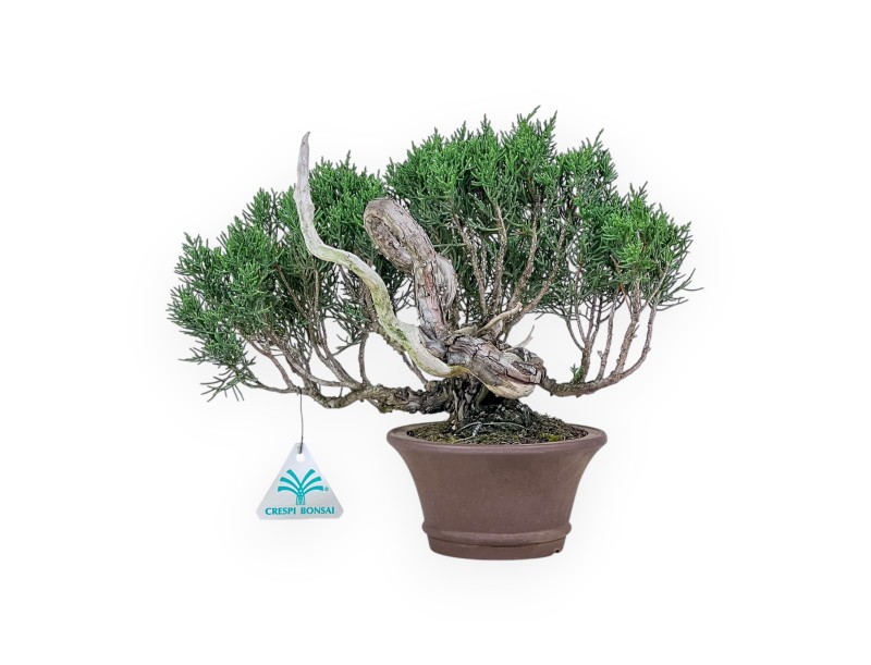 Bonsái shohin de Juniperus chinensis - Enebro %separator% %category%