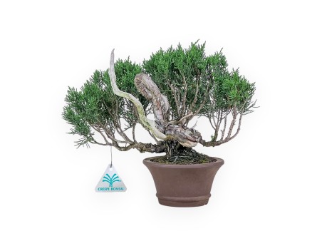Shohin Bonsai aus Juniperus chinensis – Wacholder %separator% %category%