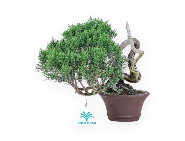 Shohin bonsai of Juniperus chinensis - Juniper %separator% %category%