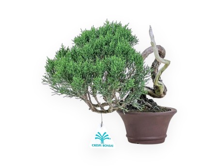 Shohin bonsai of Juniperus chinensis - Juniper %separator% %category%