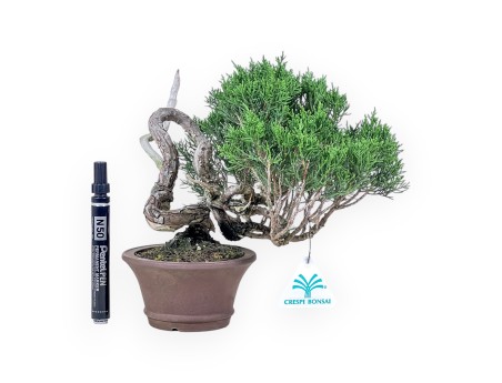 Shohin Bonsai aus Juniperus chinensis – Wacholder %separator% %category%