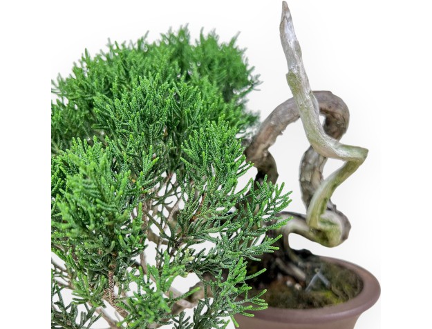 Bonsái shohin de Juniperus chinensis - Enebro %separator% %category% 2