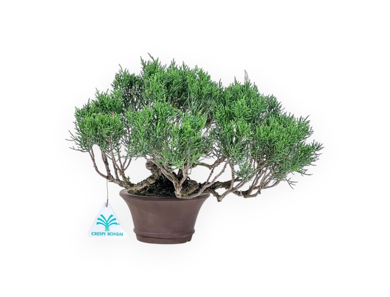Shohin bonsai van Juniperus chinensis - Jeneverbes %separator% %category%