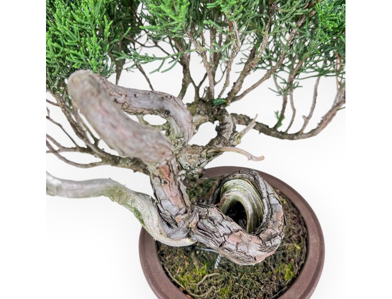 Shohin Bonsai aus Juniperus chinensis – Wacholder %separator% %category%