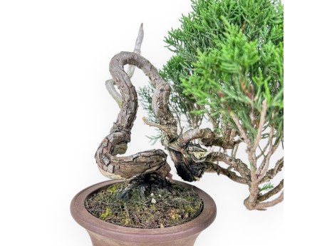 Bonsaï shohin de Juniperus chinensis - Genévrier %separator% %category%