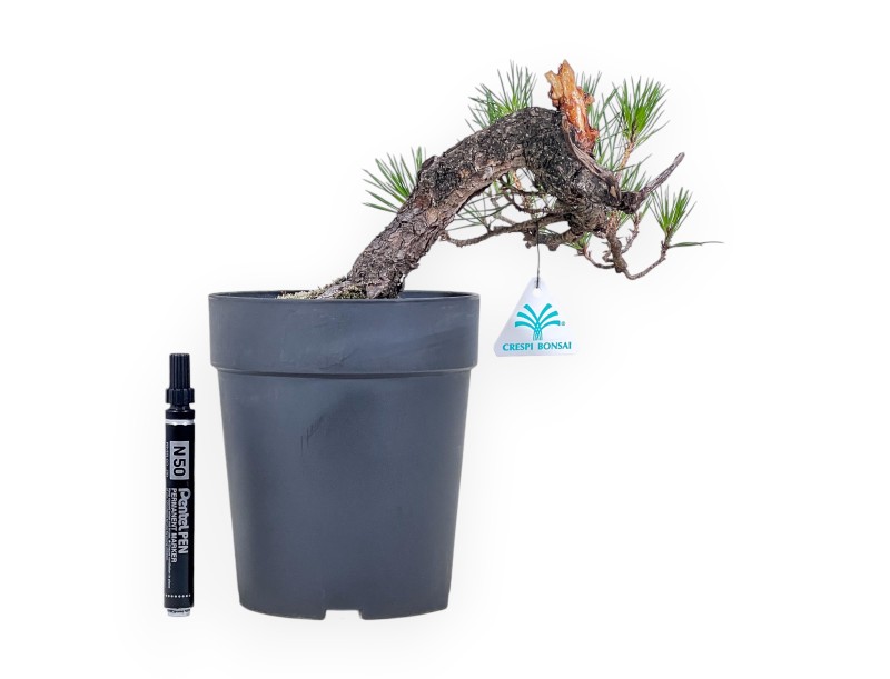 Bonsai van Pinus thunbergii - Zwarte den %separator% %category%
