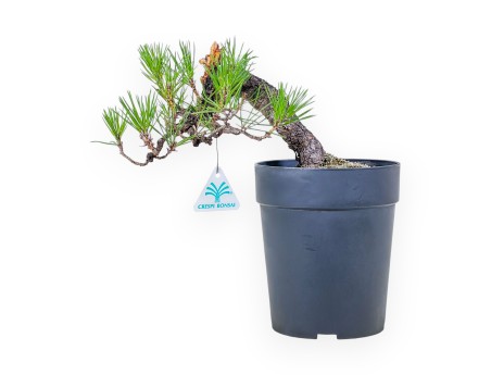 Bonsaï de Pinus thunbergii - Pin noir %separator% %category%