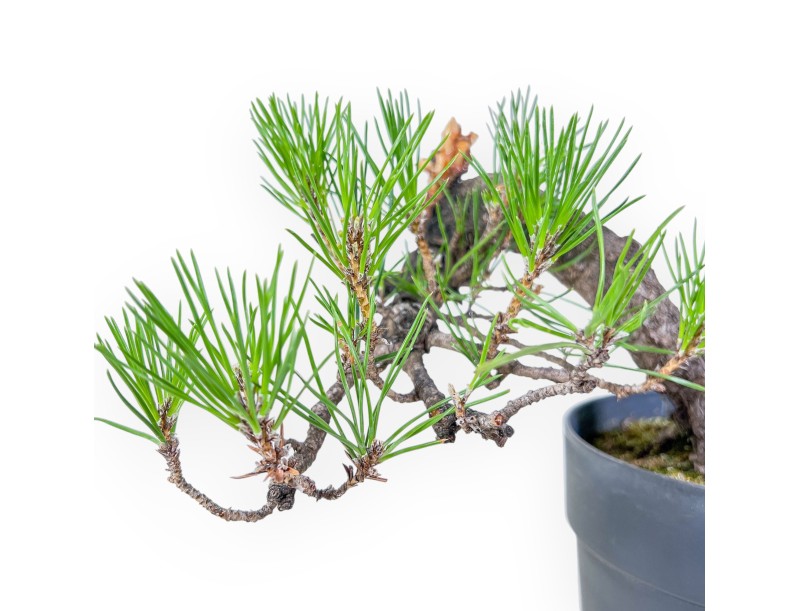 Bonsái de Pinus thunbergii - Pino negro %separator% %category%