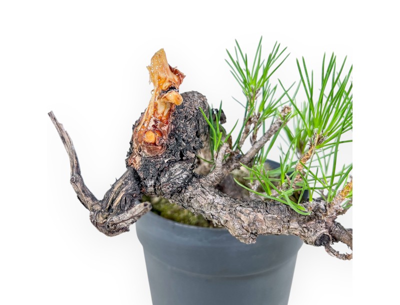 Bonsaï de Pinus thunbergii - Pin noir %separator% %category%