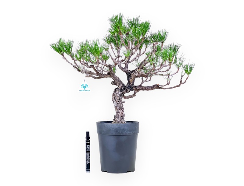 Bonsai van Pinus thunbergii - Zwarte den %separator% %category%