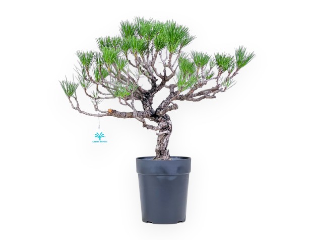 Bonsaï de Pinus thunbergii - Pin noir %separator% %category%