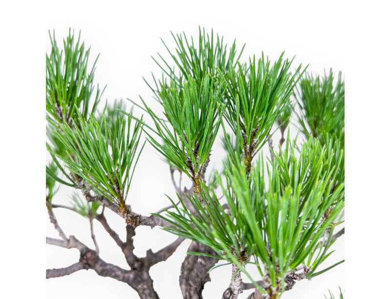 Bonsai aus Pinus thunbergii – Schwarzkiefer %separator% %category%