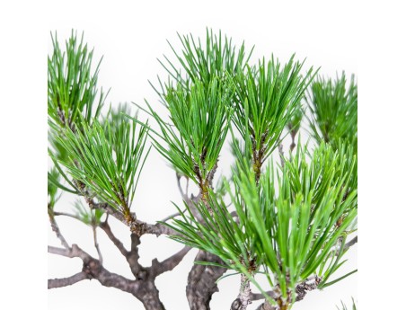 Bonsai van Pinus thunbergii - Zwarte den %separator% %category%
