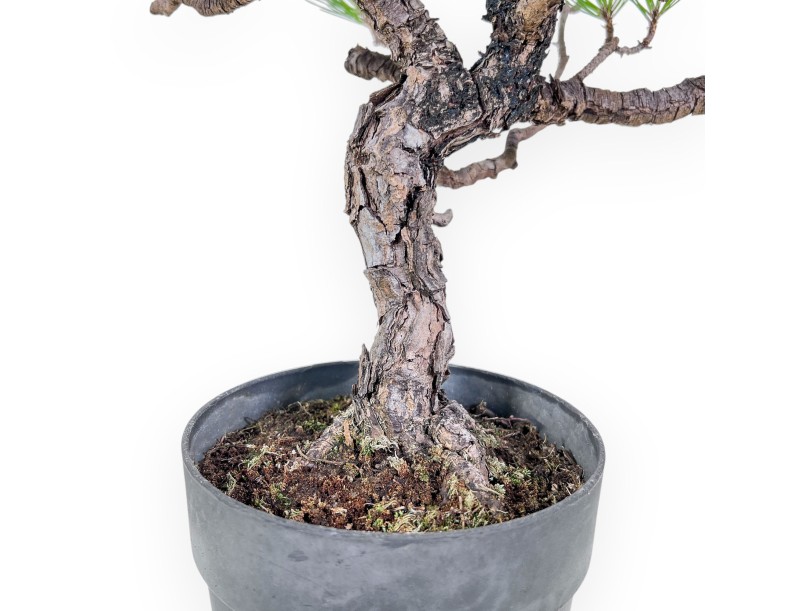 Bonsai van Pinus thunbergii - Zwarte den %separator% %category%