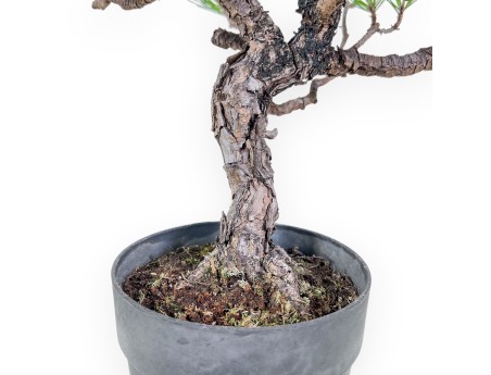 Pinus thunbergii bonsai – Black pine %separator% %category%