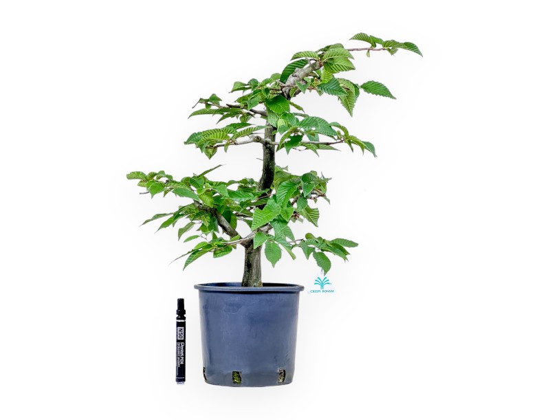 Bonsai di Carpinus betulus - Carpino %separator% %category%