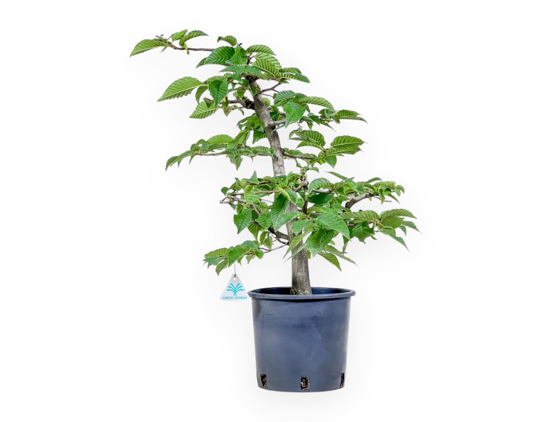 Bonsai van Carpinus betulus - Haverboom %separator% %category%