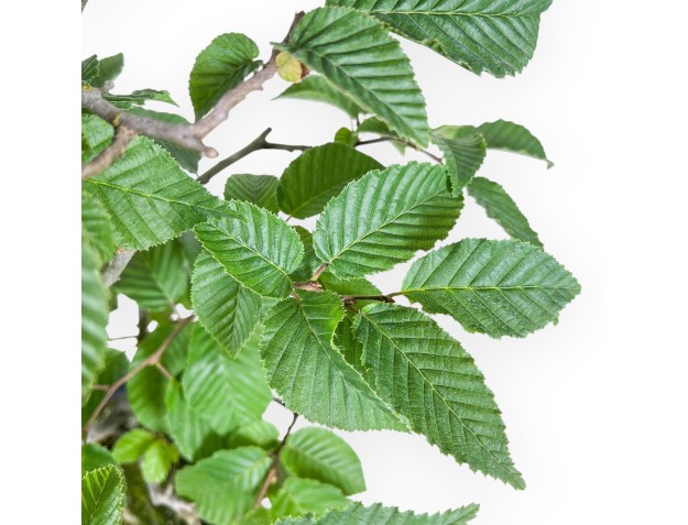 Bonsai di Carpinus betulus - Carpino %separator% %category% 2