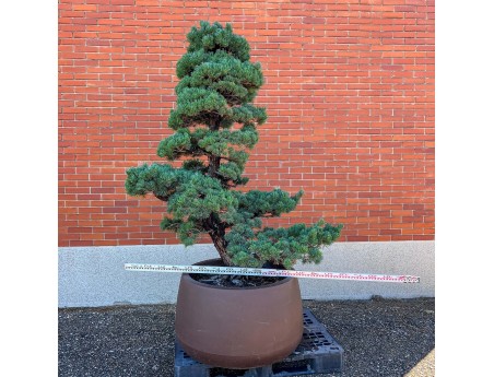 Pinus pentaphylla %separator% %category%