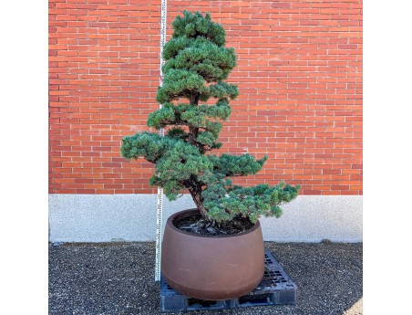 Pinus pentaphylla %separator% %category%