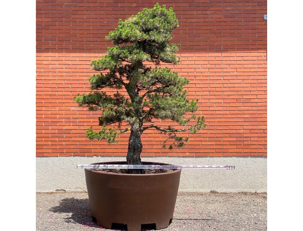 Pinus thunbergii kotobuki - Pino nero %separator% %category% 2