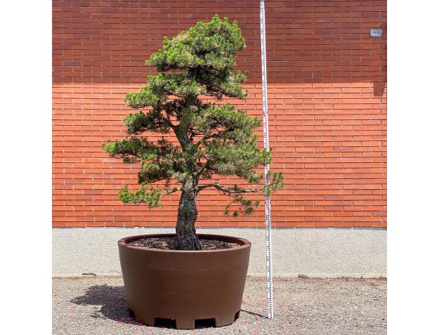 Pinus thunbergii kotobuki - Pino nero %separator% %category%