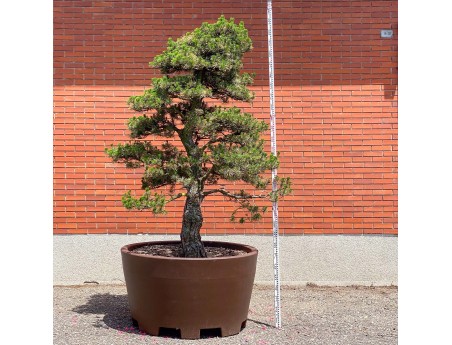 Pinus thunbergii kotobuki - Zwarte den %separator% %category%
