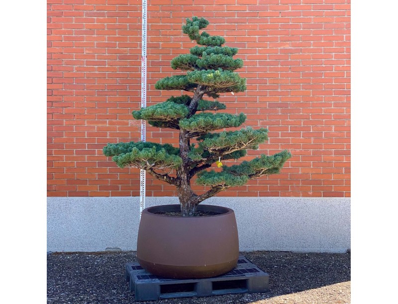 Pinus pentaphylla %separator% %category%