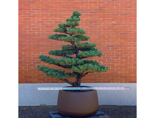 Pinus pentaphylla %separator% %category% 2