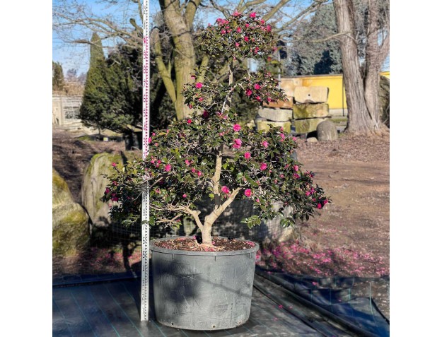 Camellia sasanqua - Camellia %separator% %category%
