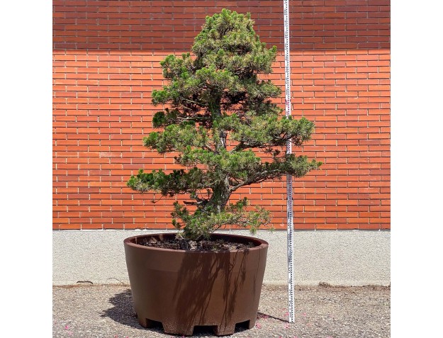 Pinus thunbergii kotobuki – Schwarzkiefer %separator% %category%