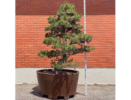 Pinus thunbergii kotobuki - Pino negro %separator% %category%