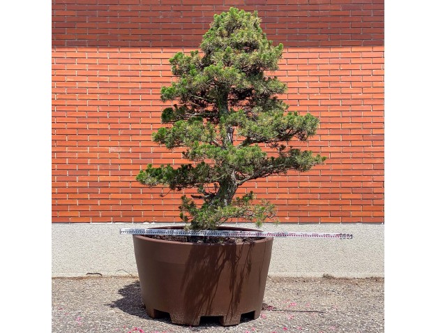 Pinus thunbergii kotobuki - Black pine %separator% %category% 2