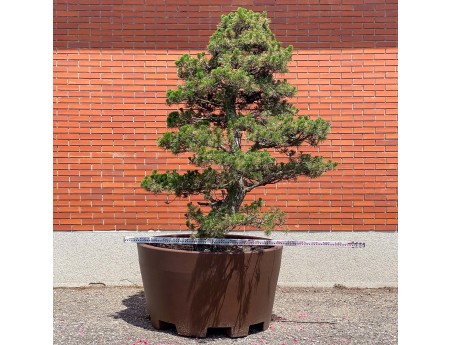 Pinus thunbergii kotobuki - Black pine %separator% %category%