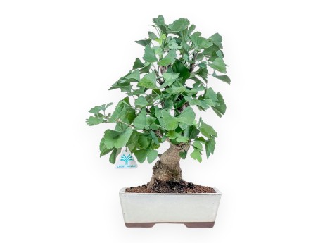 Ginkgo biloba Bonsai %separator% %category%